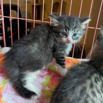Ari -  Domestic Short Hair Cat Available for Adoption in Jefferson City, Tennessee - Ari | PetCurious