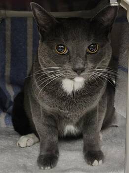 KERRY -  Domestic Short Hair Cat for Adoption in Derwood, Maryland - KERRY | PetCurious
