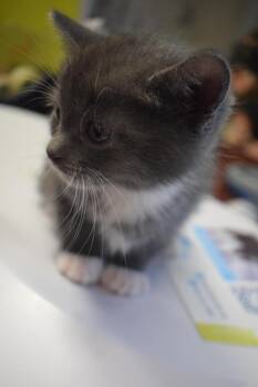 Marla -  Domestic Short Hair Cat for Adoption in Pahrump, Nevada - Marla | PetCurious