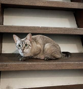 Neopolitan -  Domestic Short Hair Cat for Adoption in Hardeeville, South Carolina - Neopolitan | PetCurious