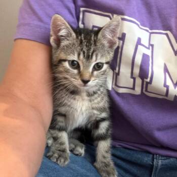 Domestic Medium Hair Cats Available for Adoption in Missouri City, Texas - Bellini | PetCurious