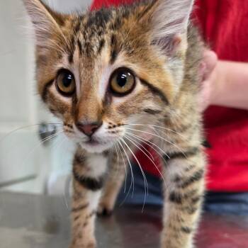 Rosie -  Domestic Long Hair Cat for Adoption in Leander, Texas - Rosie | PetCurious