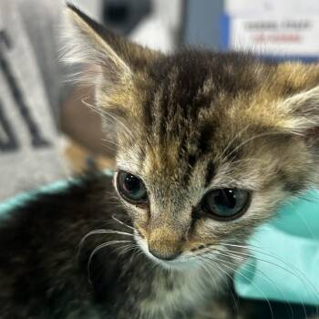 Tweedle Dee -  Domestic Short Hair Cat for Adoption in Newark, New Jersey - Tweedle Dee | PetCurious