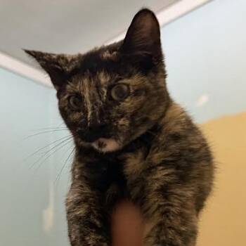 Snickerdoodle C71112 -  Domestic Short Hair Cat for Adoption in Minnetonka, Minnesota - Snickerdoodle C71112 | PetCurious