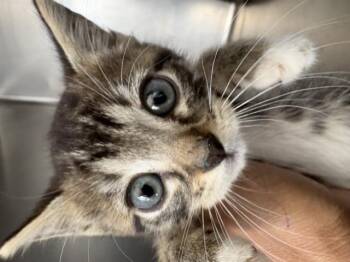 A253828 -  Domestic Short Hair Cat for Adoption in Visalia, California - A253828 | PetCurious