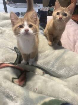 Angelica Pickles -  Domestic Short Hair Cat Available for Adoption in Plymouth, Michigan - Angelica Pickles | PetCurious