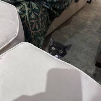Camel -  Domestic Short Hair Cat for Adoption in Evanston, Illinois - Camel | PetCurious