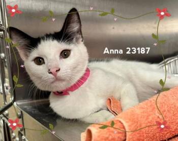 ANNA (see also ELSA) -  Domestic Short Hair Cat for Adoption in Marietta, Georgia - ANNA (see Also ELSA) | PetCurious
