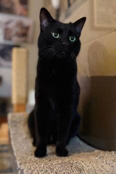 Domestic Short Hair Cats Available for Adoption - Trent | PetCurious