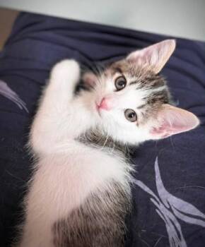 Popcorn -  Domestic Short Hair Cat for Adoption in Kansas City, Missouri - Popcorn | PetCurious