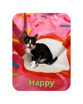 Happy -  Domestic Short Hair Cat for Adoption in Miami, Florida - Happy | PetCurious