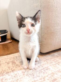 Boots -  Domestic Short Hair Cat for Adoption in Columbia, Maryland - Boots | PetCurious