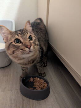 Rescue Domestic Medium Hair and Tabby Cats for Adoption in Dallas, Texas - John D | PetCurious