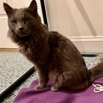 Domestic Medium Hair Cats Available for Adoption - Comoros | PetCurious