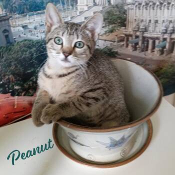 Peanut #tabby-IV-pack -  Tabby and Domestic Short Hair Cat for Adoption in Houston, Texas - Peanut #tabby-IV-pack | PetCurious
