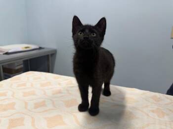 Kippy -  Domestic Short Hair Cat for Adoption in Raleigh, North Carolina - Kippy | PetCurious