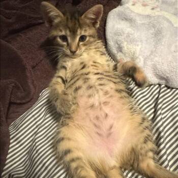 Scout -  Domestic Short Hair Cat Available for Adoption in Cumming, Georgia - Scout | PetCurious