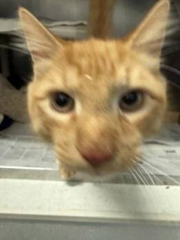 Creamsicle -  Domestic Short Hair Cat for Adoption in Morristown, New Jersey - Creamsicle | PetCurious