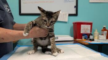 Domestic Short Hair Cats Available for Adoption in Magnolia, Texas - Tom | PetCurious
