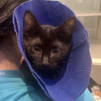 Tide -  Domestic Short Hair Cat for Adoption in Westhampton, New York - Tide | PetCurious