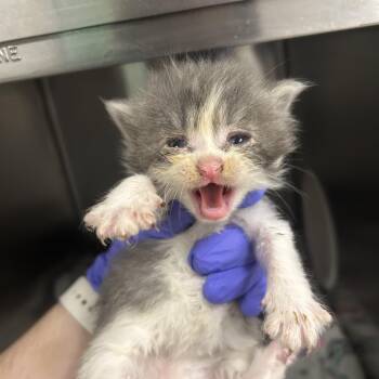 Frida -  Domestic Short Hair Cat for Adoption in Charleston, West Virginia - Frida | PetCurious