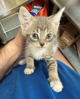 SCRUB -  Domestic Short Hair Cat for Adoption in Cookeville, Tennessee - SCRUB | PetCurious