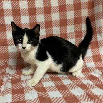 Rescue Domestic Short Hair Cats for Adoption in Waterloo, Iowa - Coraline | PetCurious