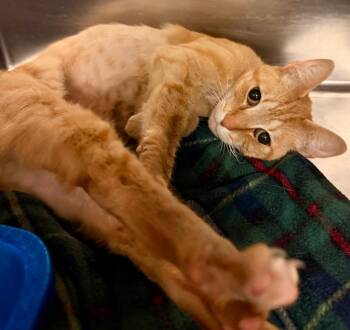 Domestic Short Hair Cats Available for Adoption in Ocala, Florida - Nacho Average Cat | PetCurious