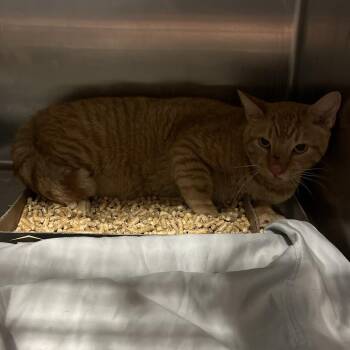 Meowmers -  Domestic Short Hair Cat for Adoption in Chattanooga, Tennessee - Meowmers | PetCurious
