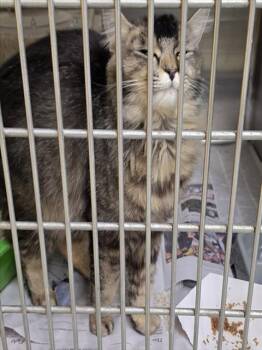 BRIDGE -  Domestic Long Hair and Domestic Short Hair Cat for Adoption in Anchorage, Alaska - BRIDGE | PetCurious
