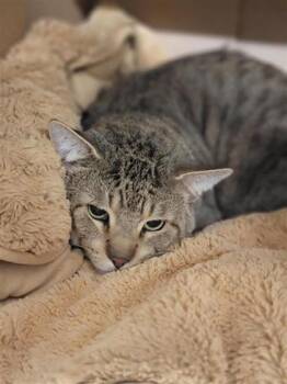 Magnus -  Domestic Short Hair Cat for Adoption in Largo, Florida - Magnus | PetCurious