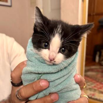Chassie -  Domestic Short Hair Cat Available for Adoption in Chino Hills, California - Chassie | PetCurious
