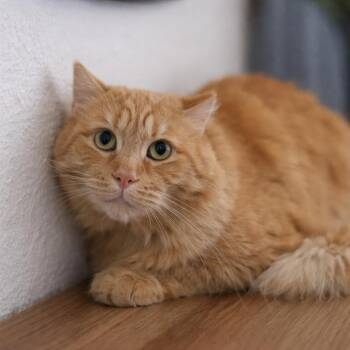 Domestic Long Hair Cats Available for Adoption - Louie | PetCurious