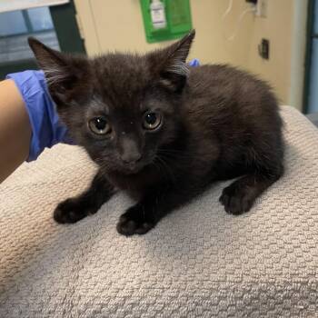 Zac -  Domestic Short Hair Cat for Adoption in Pasadena, California - Zac | PetCurious