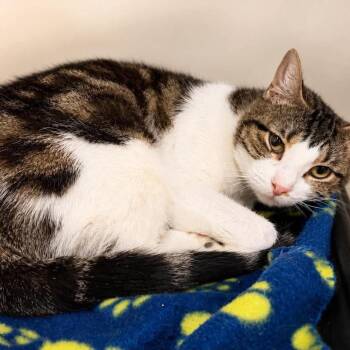 DillyDally -  Domestic Short Hair Cat for Adoption in Wichita, Kansas - DillyDally | PetCurious