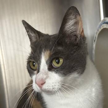 Domestic Short Hair Cats Available for Adoption in Leander, Texas - Cookie | PetCurious