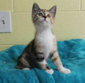 Uma - 43885 -  Domestic Medium Hair and Calico Cat for Adoption in Prattville, Alabama - Uma - 43885 | PetCurious