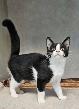 Reeses -  Domestic Short Hair Cat for Adoption in Wapakoneta, Ohio - Reeses | PetCurious