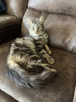 Lola -  Domestic Medium Hair Cat Available for Adoption in Apollo, Pennsylvania - Lola | PetCurious