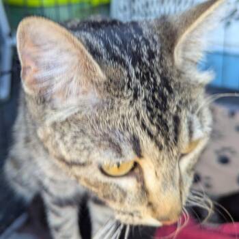 Sugar Toast -  Domestic Short Hair Cat for Adoption in Kingman, Arizona - Sugar Toast | PetCurious