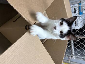 Rescue Domestic Short Hair Cats for Adoption in Wilder, Kentucky - Little Jack | PetCurious