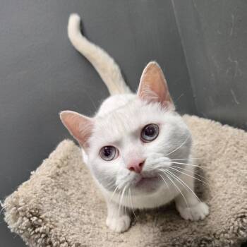 Frieda -  Domestic Short Hair Cat for Adoption in Buffalo, New York - Frieda | PetCurious