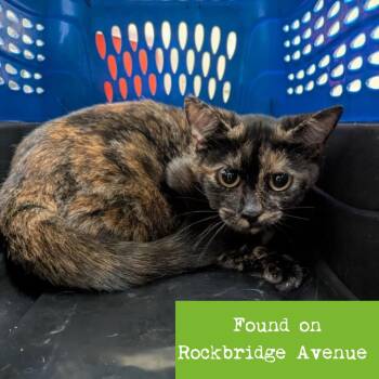 Tangelo -  Domestic Short Hair Cat for Adoption in Lynchburg, Virginia - Tangelo | PetCurious