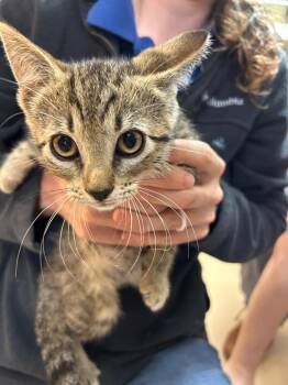 Blossom -  Tabby Cat Available for Adoption in Nacogdoches, Texas - Blossom | PetCurious