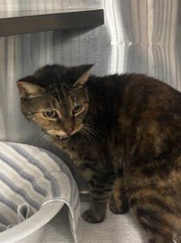 Rescue Domestic Short Hair Cats for Adoption in Ocala, Florida - A370847 | PetCurious
