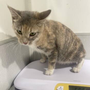Domestic Short Hair Cats Available for Adoption in Tampa, Florida - Baby | PetCurious
