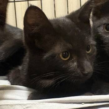 Allen -  Domestic Short Hair Cat for Adoption in Maple Shade, New Jersey - Allen | PetCurious