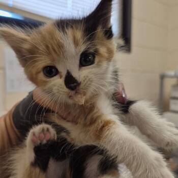 Domestic Short Hair Cats Available for Adoption in Lake Panasoffkee, Florida - 66239 | PetCurious