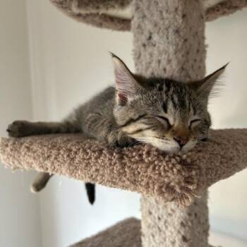 Peanut Buster Parfait--In Foster -  Domestic Short Hair Cat for Adoption in Fargo, North Dakota - Peanut Buster Parfait--In Foster | PetCurious