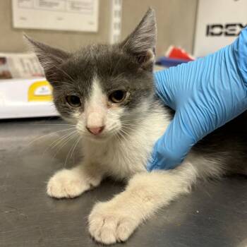 Bulbasaur -  Domestic Short Hair Cat for Adoption in Yuma, Arizona - Bulbasaur | PetCurious